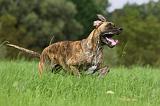 DOGUE ALLEMAND 258